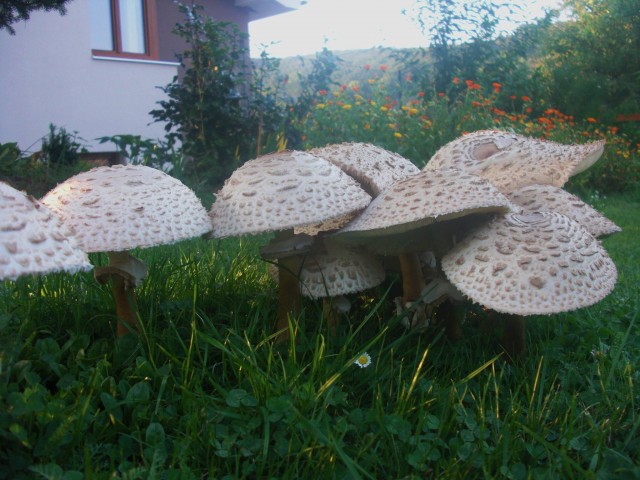 parasol